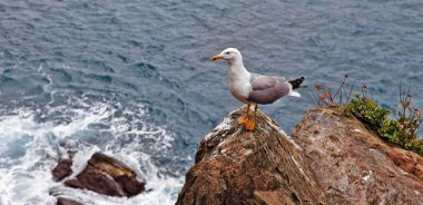 İtalyan sahne - sea gull cliff üzerinde