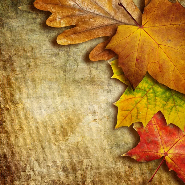 Autumn background — Stock Photo, Image