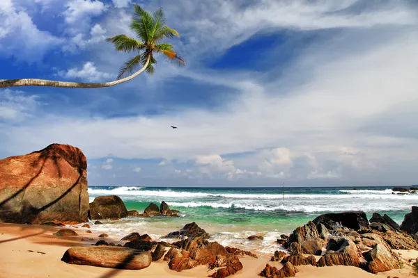 Verlaten wild strand kommuna in sri lanka — Stockfoto