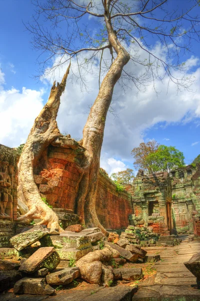 Ruiny starej świątyni khmerski z wiekowymi drzewami — Zdjęcie stockowe