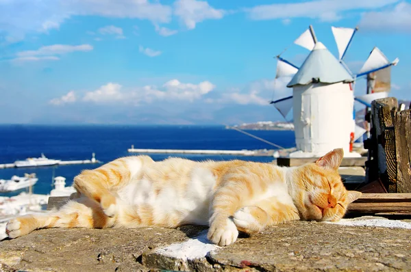 Szundikáló macska Santorini — Stock Fotó