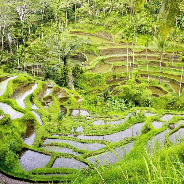 令人惊叹的巴厘岛稻田 — 图库照片
