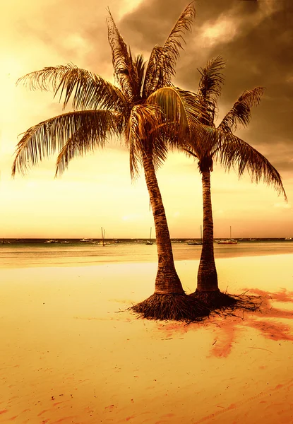 Golden tropical sunset-artistic toned picture — Stock Photo, Image