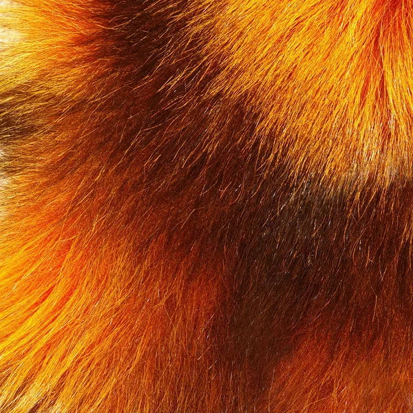 Belle texture de renard fourrure — Photo