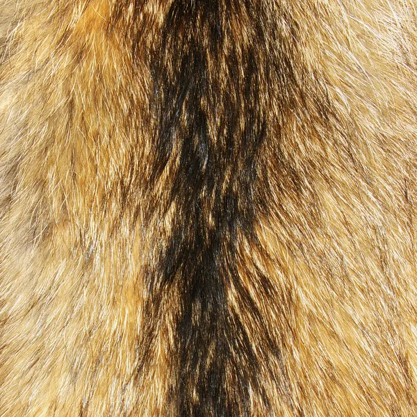 Grande racoon textura de pele — Fotografia de Stock