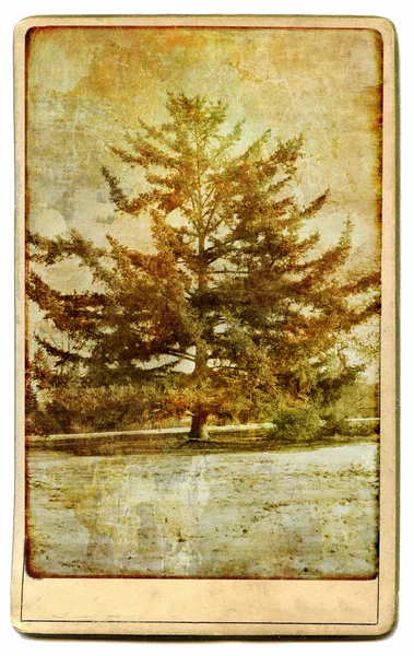 Old pine tree - framed artwork in retro style — Stock Photo, Image