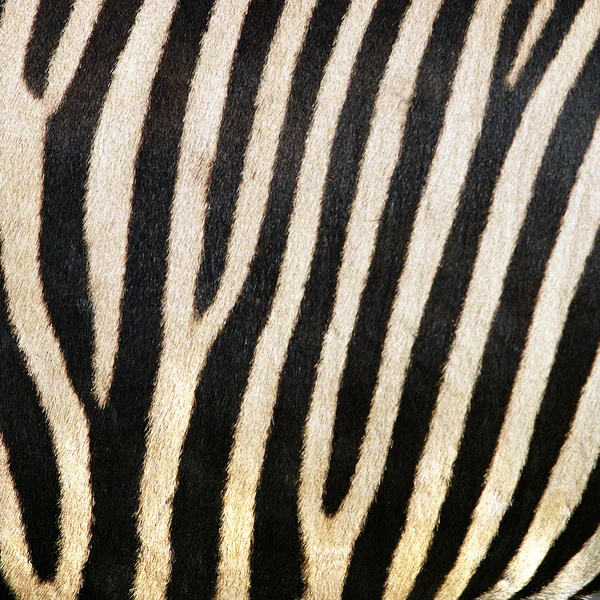 Animal print, zebra texture background black and white colors — Stock Photo, Image