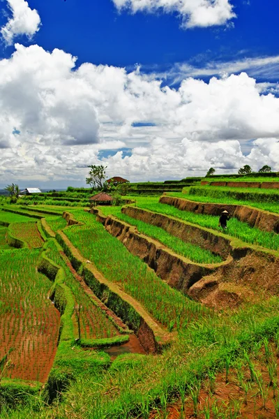 Terraços de arroz pictóricos da ilha de Bali — Fotografia de Stock