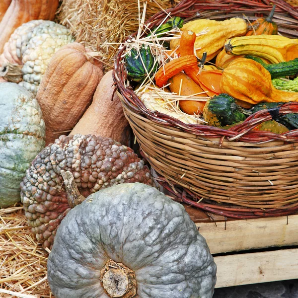 Natura morta autunnale con zucche — Foto Stock