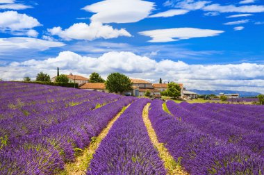 Feelds of blooming lavander, Valensole, Provence, France, europe clipart