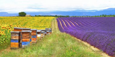 Provence, Fransa, feelds, lavader ve kovan ile ayçiçeği
