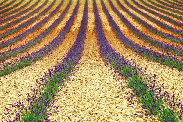 Hermosa geometría del campo de lavanda, Valensole, Provance —  Fotos de Stock