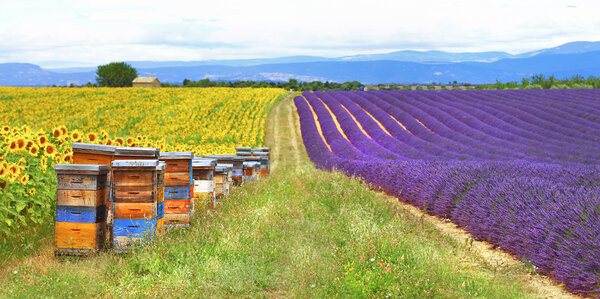 Provence, France - feelds of lavader and sunflowers with beehive