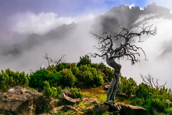 Madeira Island Mountain Scenery Dry Tree Clouds Hiking Trail Pico — Stock Photo, Image