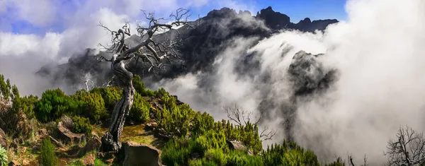 Madeira Mountians Walk Escursione Sentiero Pico Ruivo Punto Più Alto — Foto Stock