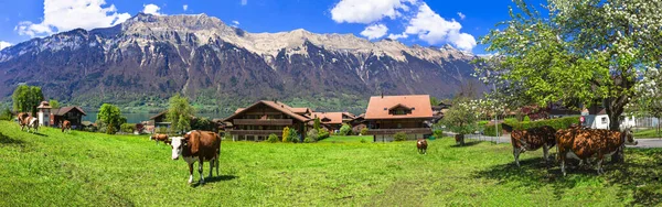 Tradycyjna Szwajcarska Wieś Malowniczy Krajobraz Krowami Zielonych Pastwiskach Łąkach Otoczony — Zdjęcie stockowe