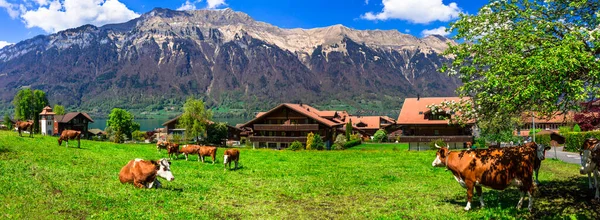 Geleneksel Sviçre Kırsalı Yeşil Otlaklardaki Ineklerin Çayırlar Alp Dağlarıyla Çevrili — Stok fotoğraf