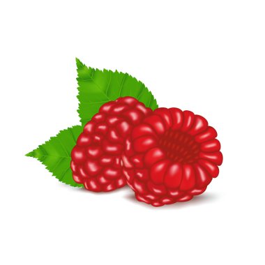 Ahududu beyaz arka plan üzerinde vektör çizim