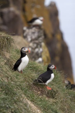 Puffins