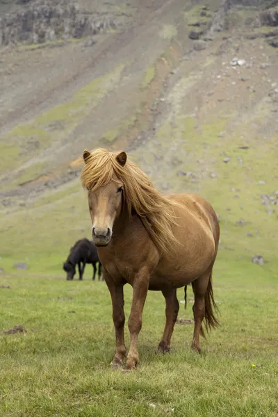 Исландская лошадь — стоковое фото