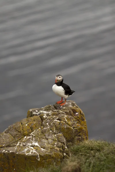 Puffin... — Fotografia de Stock