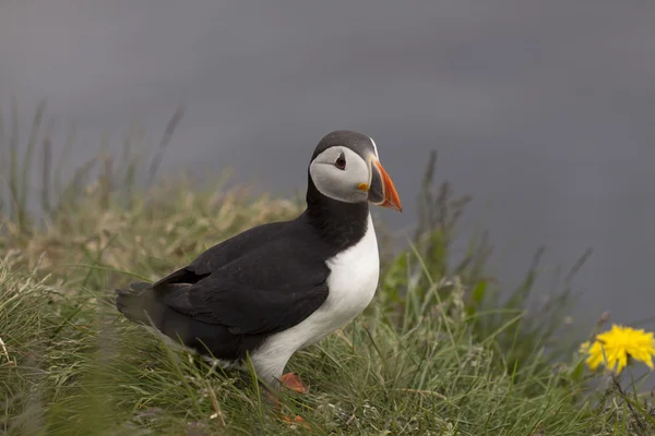 Puffin... — Fotografia de Stock