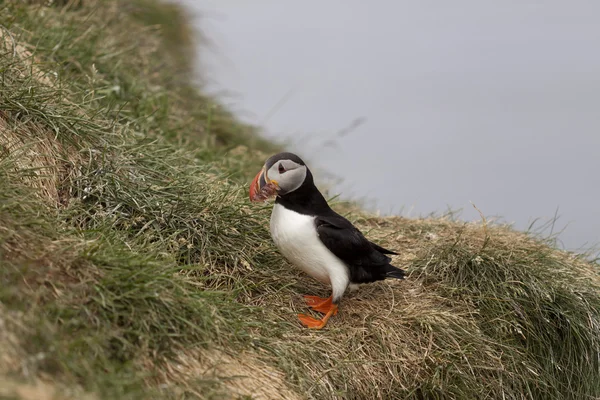 Puffin... — Fotografia de Stock