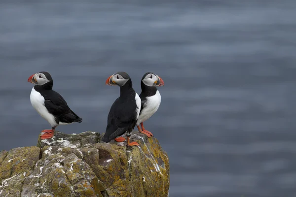 Puffins — Stock fotografie