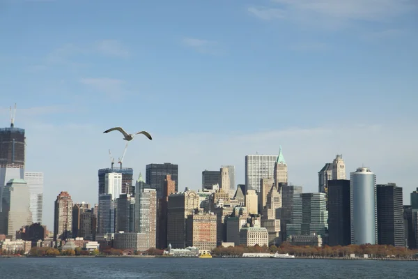海鸥和南曼哈顿 — 图库照片