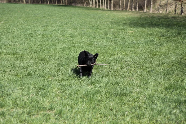 Cão com ramo — Fotografia de Stock