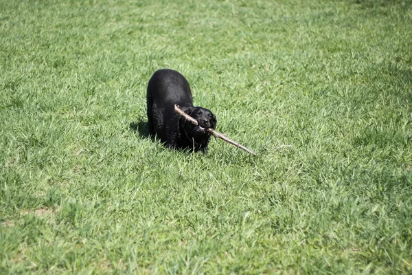 Hund med gren — Stockfoto