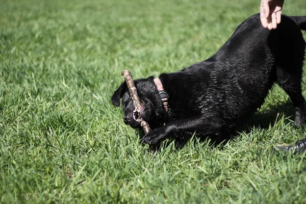 Hund mit Ast — Stockfoto