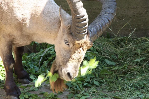 ヤギを食べる — ストック写真