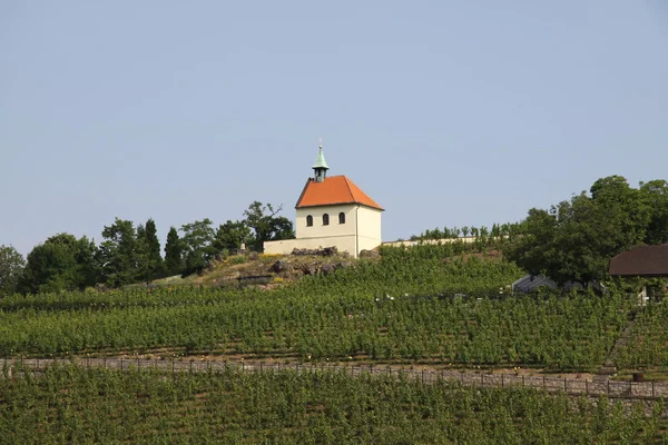 Kleine Kapelle und Weinberg — Stockfoto