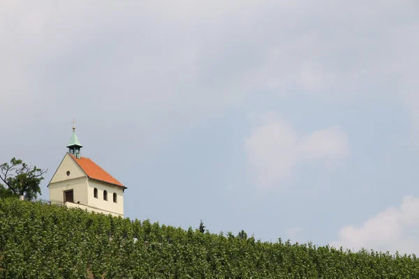 Малая часовня и виноградник — стоковое фото