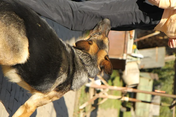 Duitse herder aanval — Stockfoto