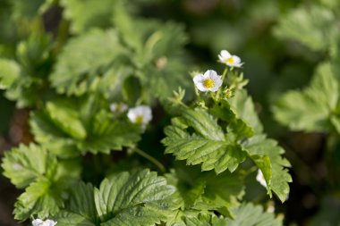 çiçek açan çilek