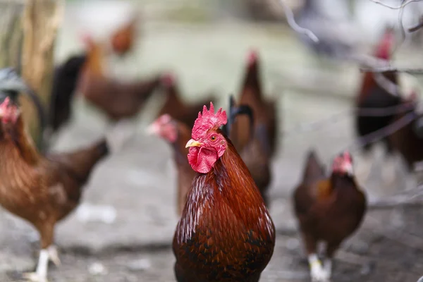 Cock and hen — Stock Photo, Image