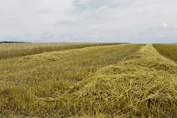 Урожай зерна — стоковое фото