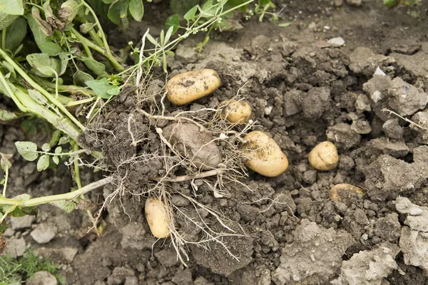 Potatis skörden — Stockfoto