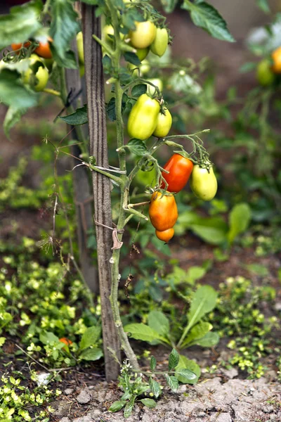 Tomates —  Fotos de Stock