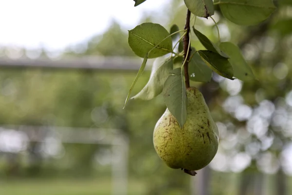 Green pear — Stock Photo, Image