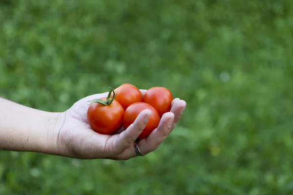 Rajčata v ruce — Stock fotografie