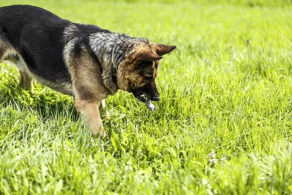 German shepherd hunting mouse — Stock Photo, Image