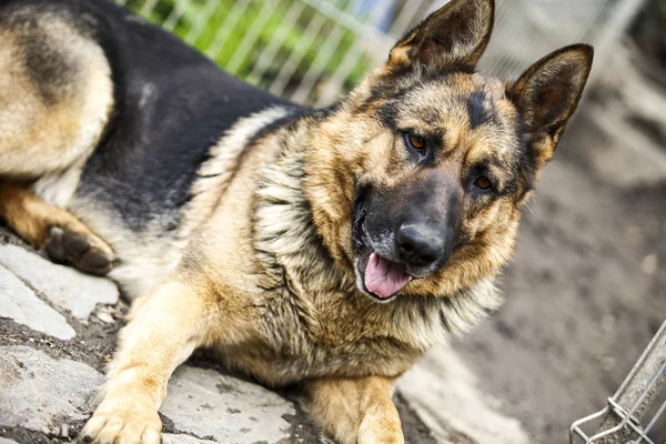 Alman çoban köpeği — Stok fotoğraf