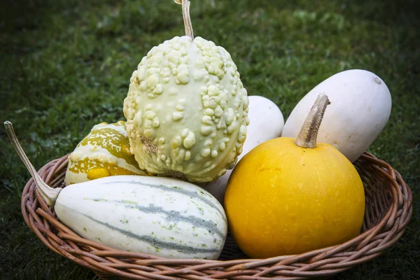 Pompoenen in de mand — Stockfoto