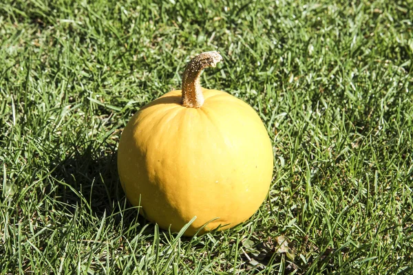 Pumpkin on the grass — Stock Photo, Image