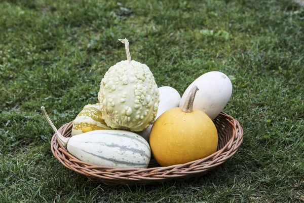 Pompoenen in de mand — Stockfoto