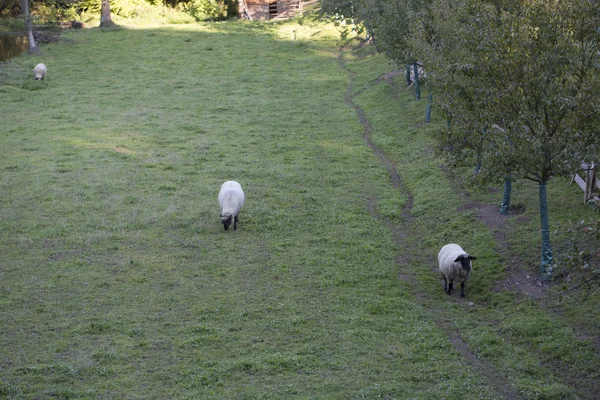 Овцы на пастбище — стоковое фото