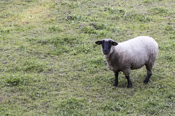 羊在草地上 — 图库照片
